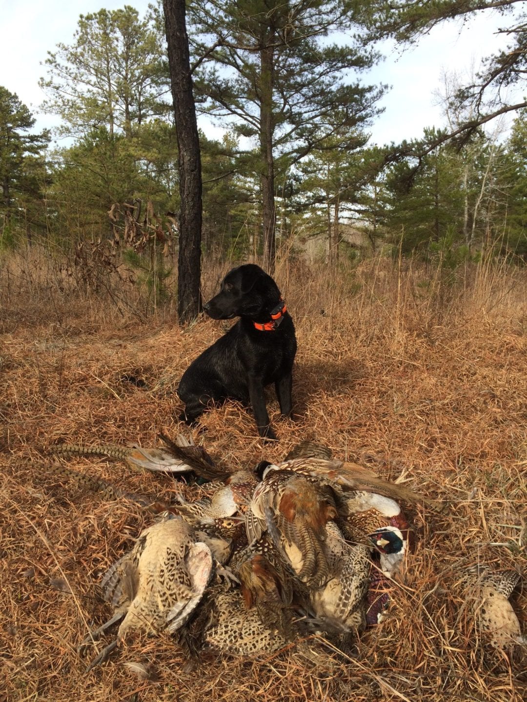 A black dog sits next to a pile of harvested pheasants in a field.