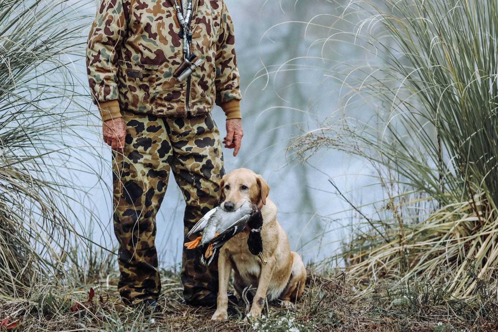 A person dressed in camouflage clothing standing near water with a hunting dog holding a duck in its mouth.