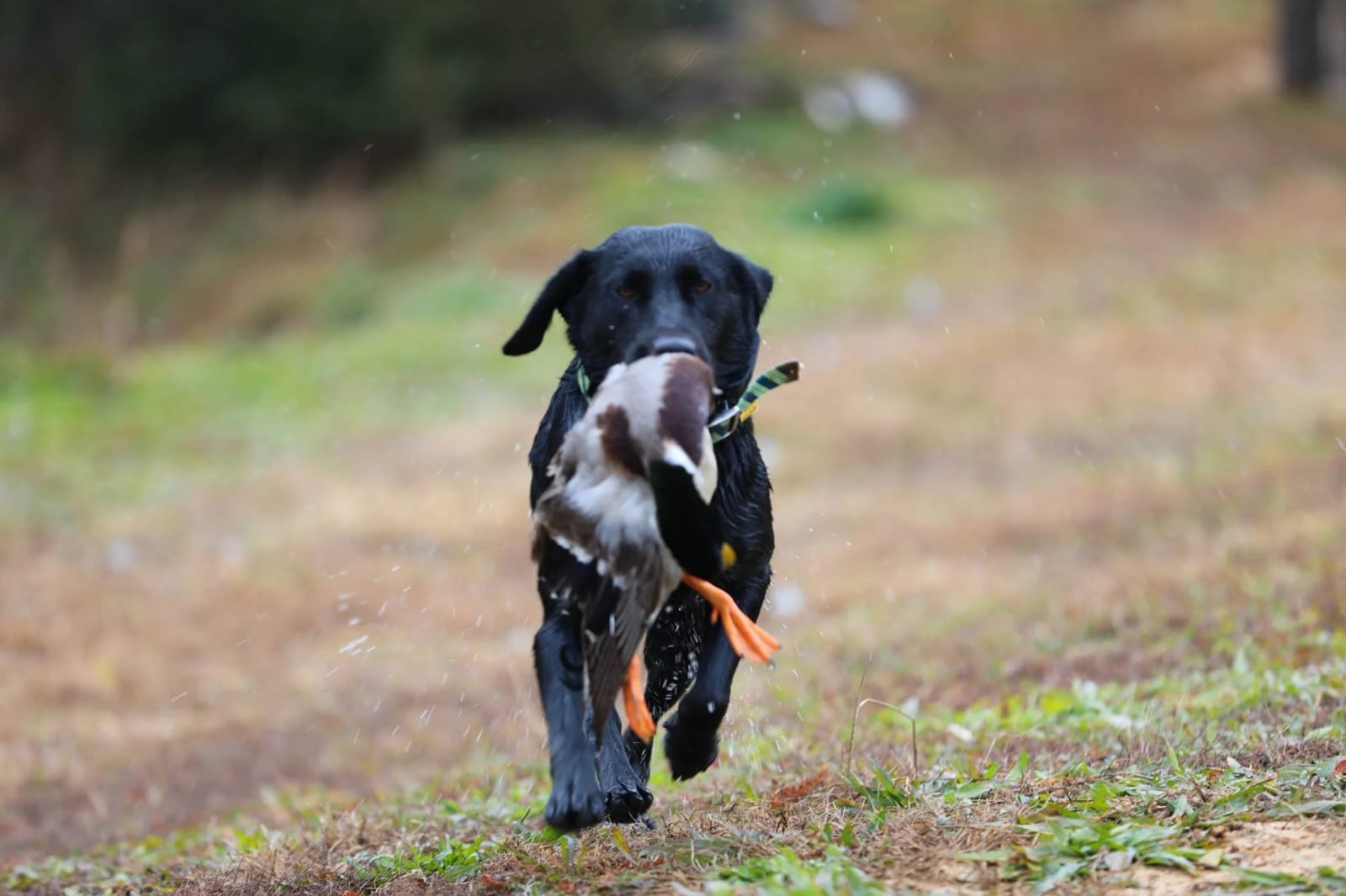 A black dog running outdoors with a duck in its mouth on a grassy path during daytime.