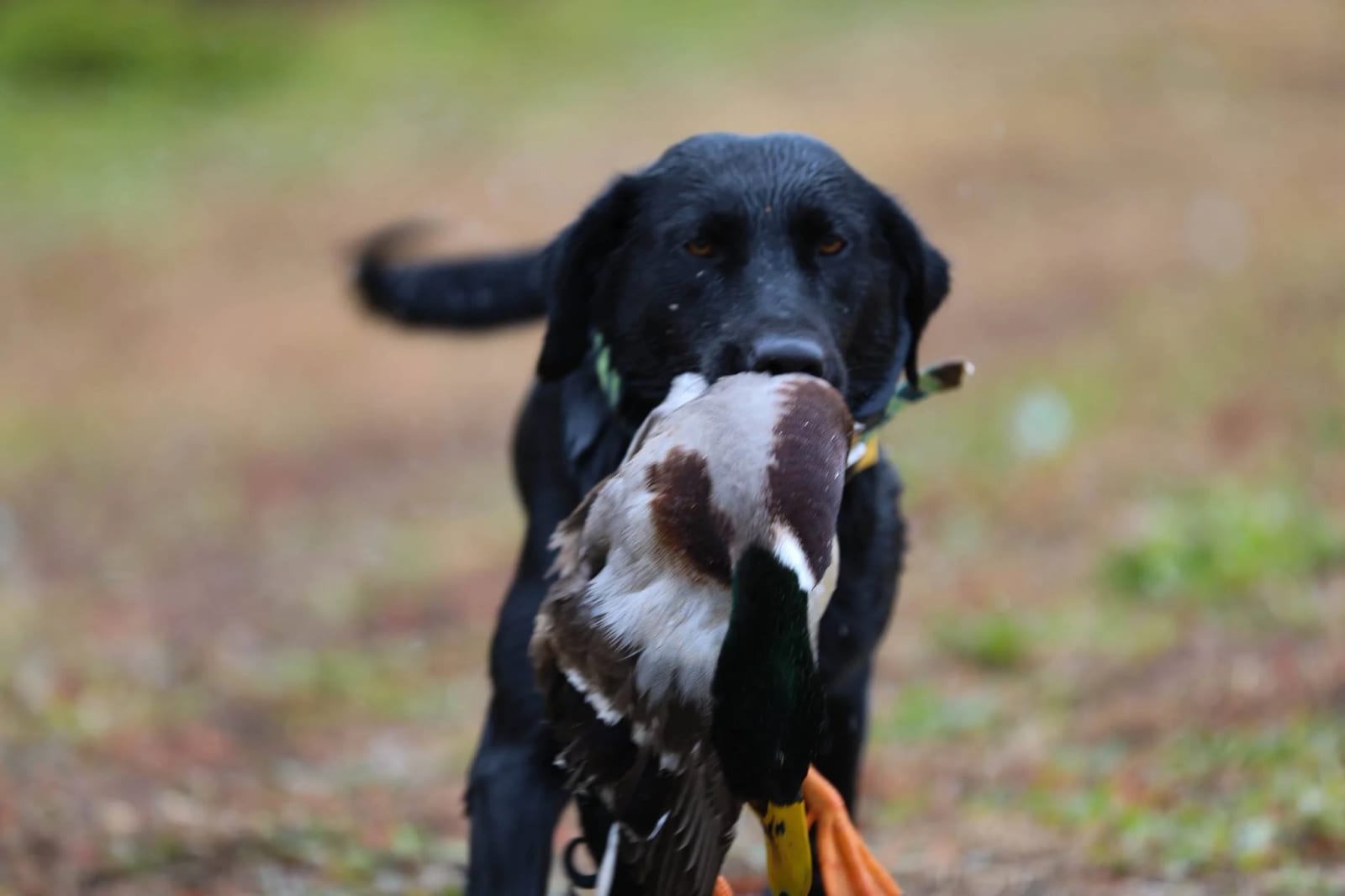A black retriever dog carrying a duck in its mouth outdoors on a grassy area.