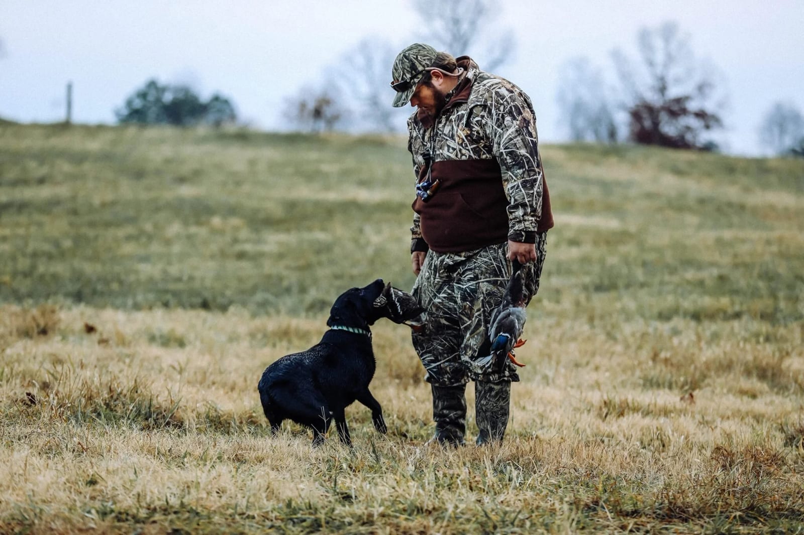 A man in camouflage clothing with a duck in his right hand and a black retriever in front of him in an open field.