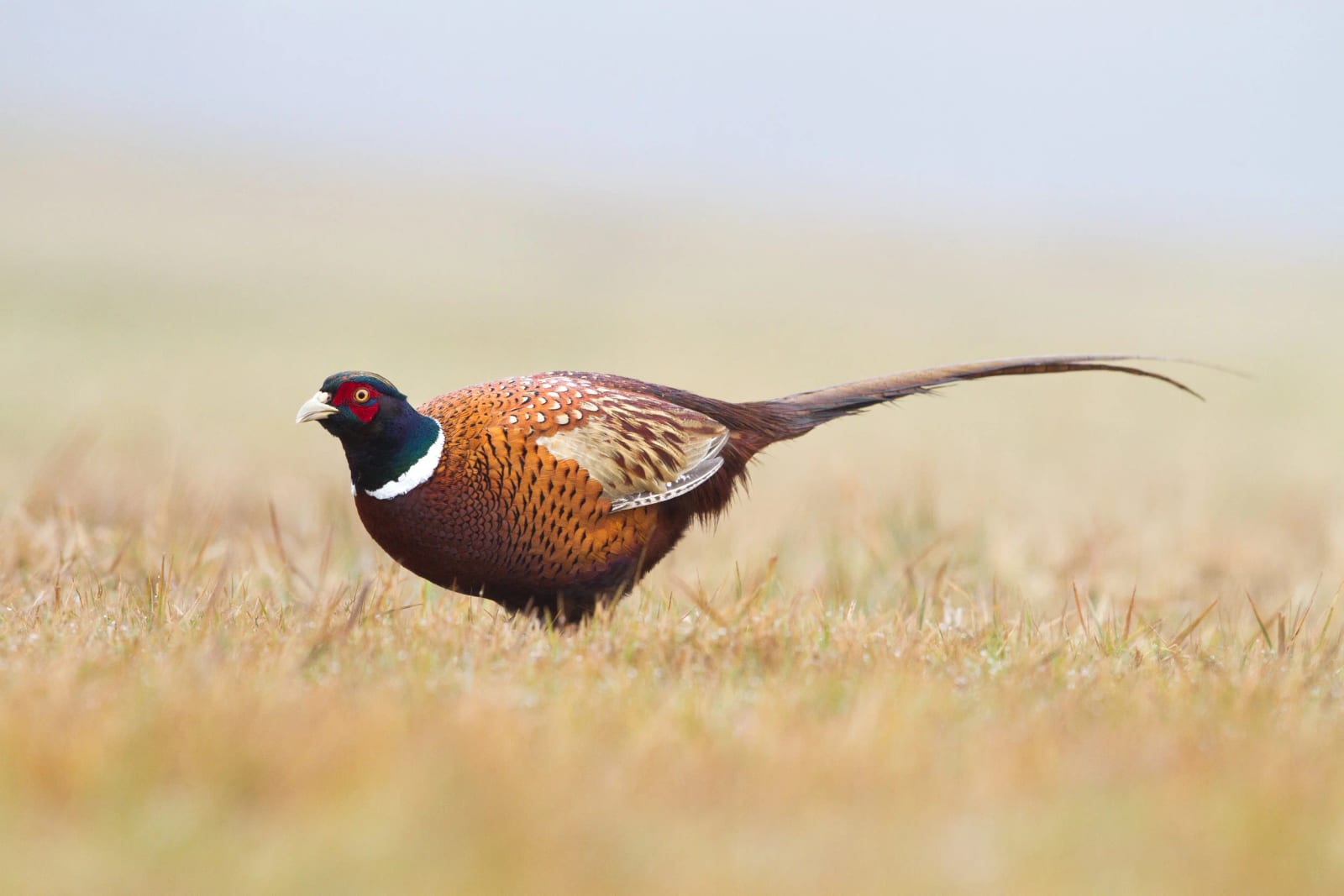 A ring-necked pheasant stands in a grassy field.
