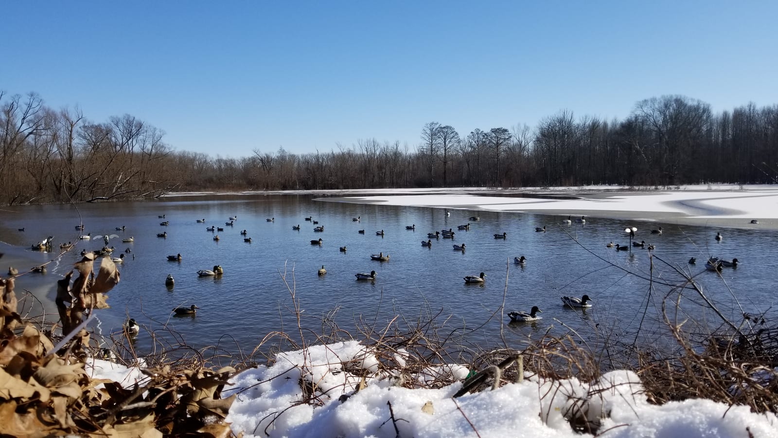 Ducks swim in a partially frozen pond with trees in the background under a clear blue sky.