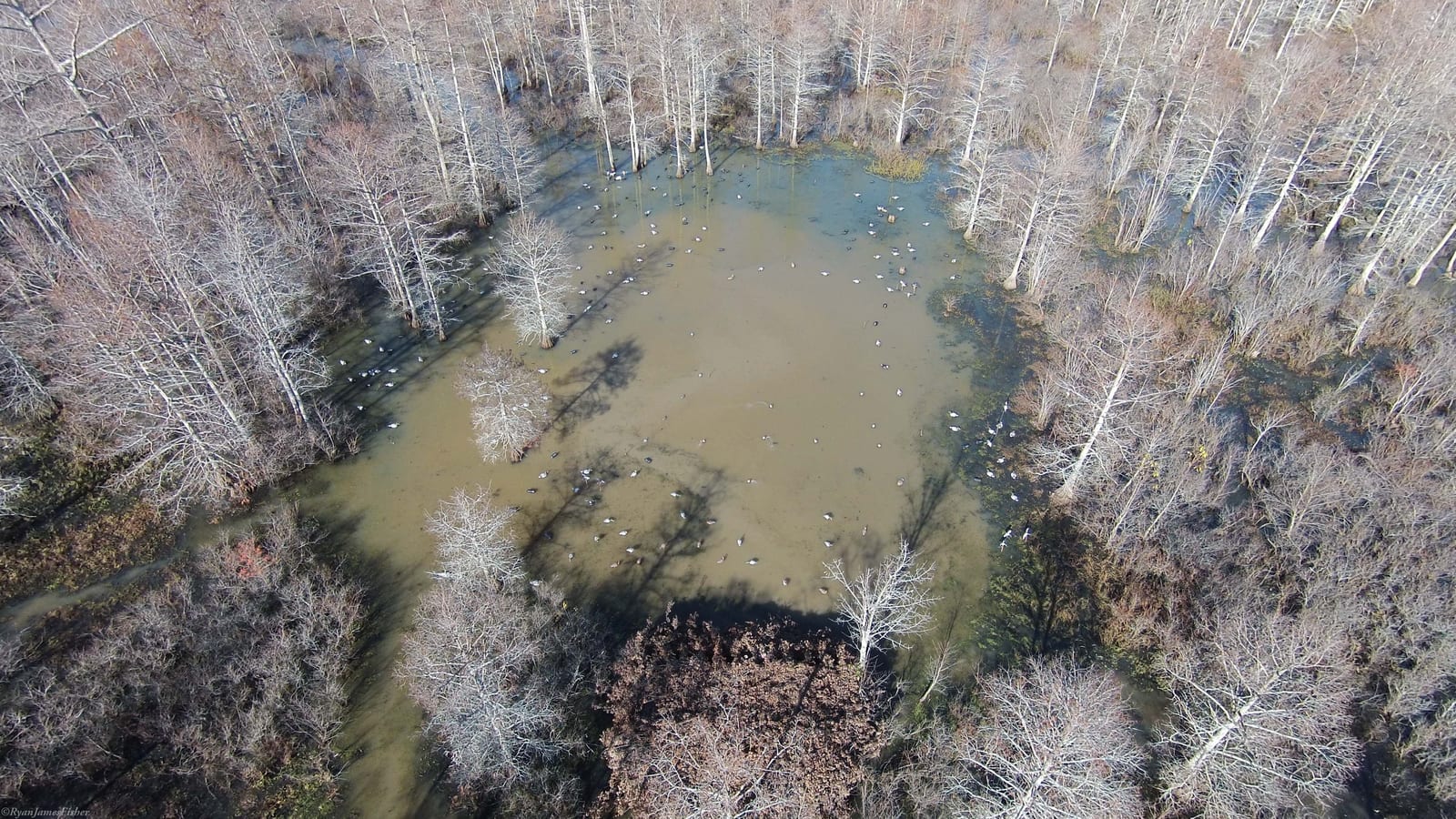 An aerial view of a flooded forest with numerous waterfowl swimming among bare trees.