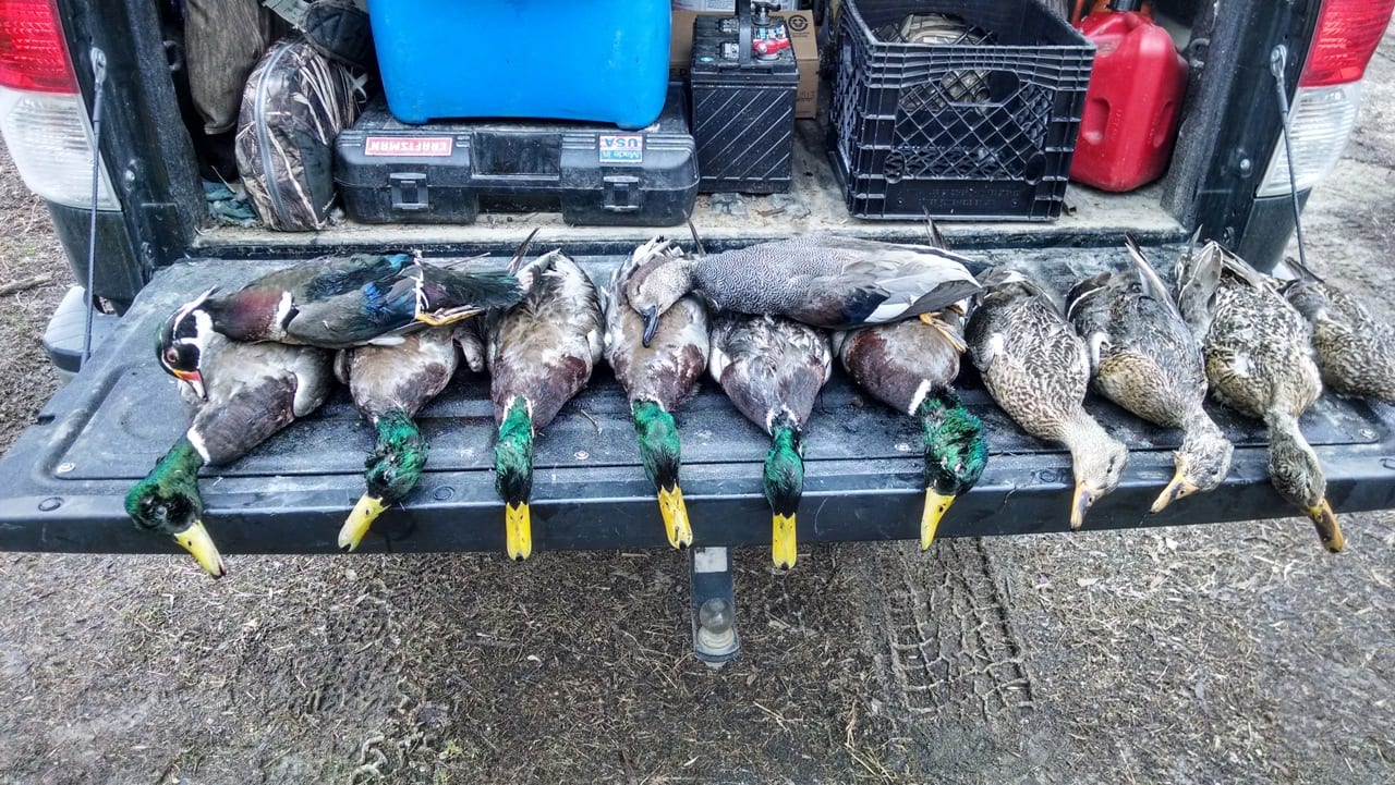 Harvested ducks, including mallards, gadwalls, and green-winged teal, are displayed on a truck tailgate.