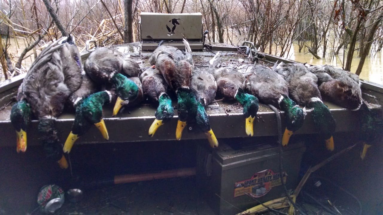 Harvested mallard ducks are laid out on a boat in a flooded wooded area.