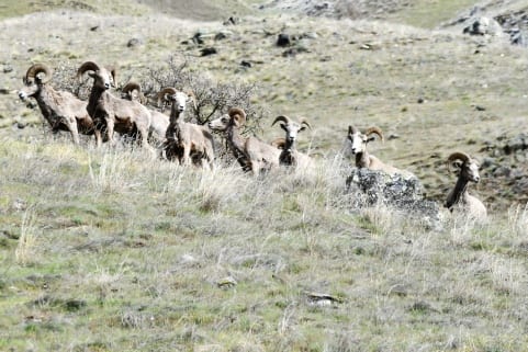 A group of bighorn sheep stands on a grassy hillside.