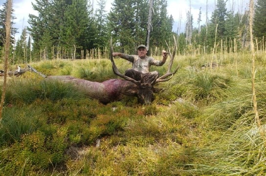 A hunter poses with a harvested elk in a grassy, forested area.