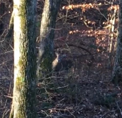 A whitetail deer stands among trees on the Windsor Woods property.