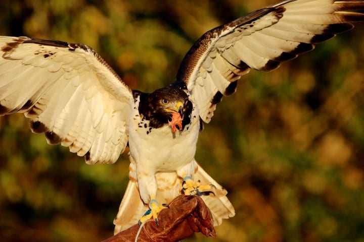 A falconry bird, possibly a hawk or falcon, with its wings spread, holding something in its beak while perched on a gloved hand.