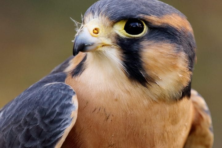 A close-up of a falcon with black, brown, and white feathers.