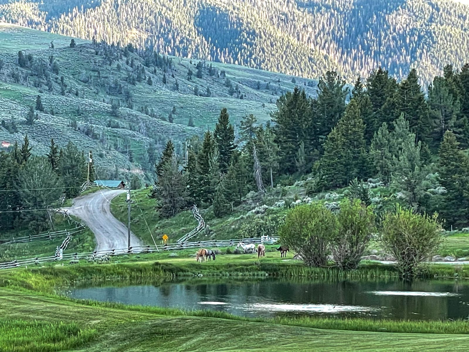 A scenic view of a pond, a winding dirt road, and horses grazing in a mountainous, forested landscape.