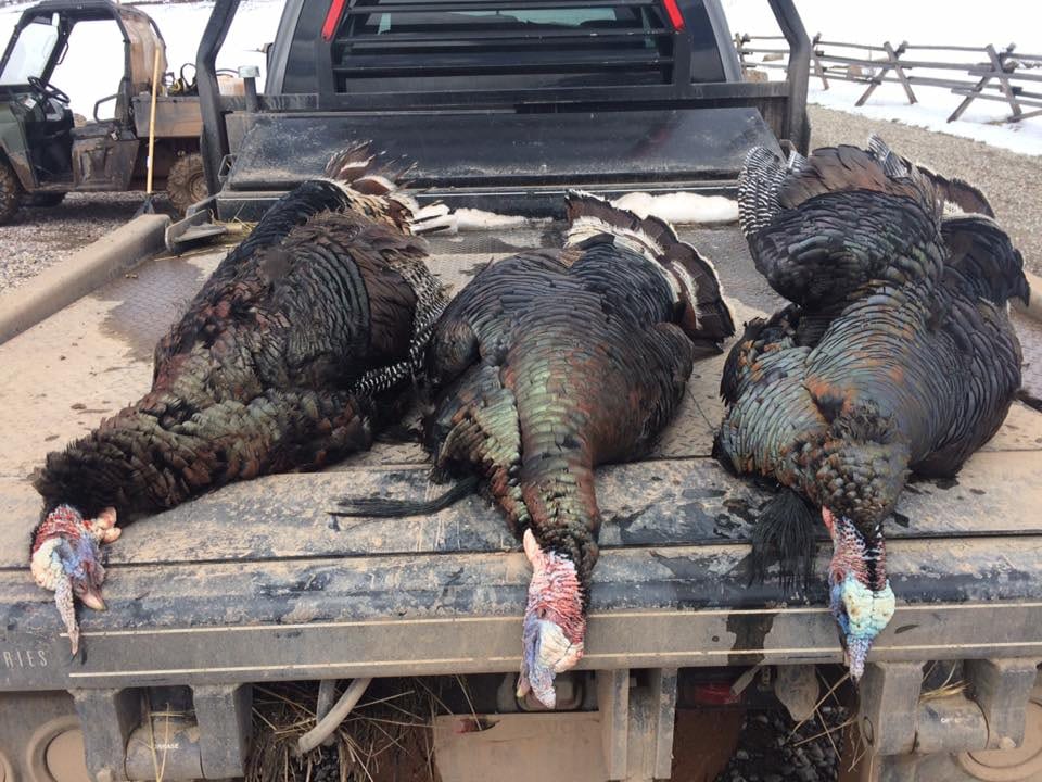 Three wild turkeys are laid out on the back of a pickup truck.