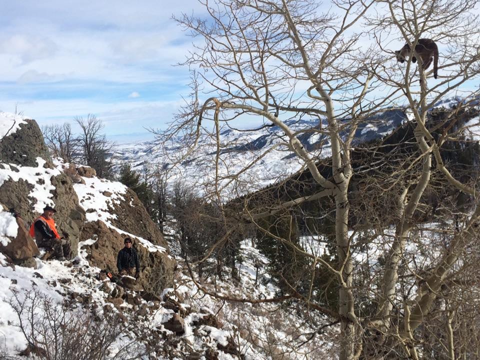 Two people on a snowy hillside observe a mountain lion in a bare tree.