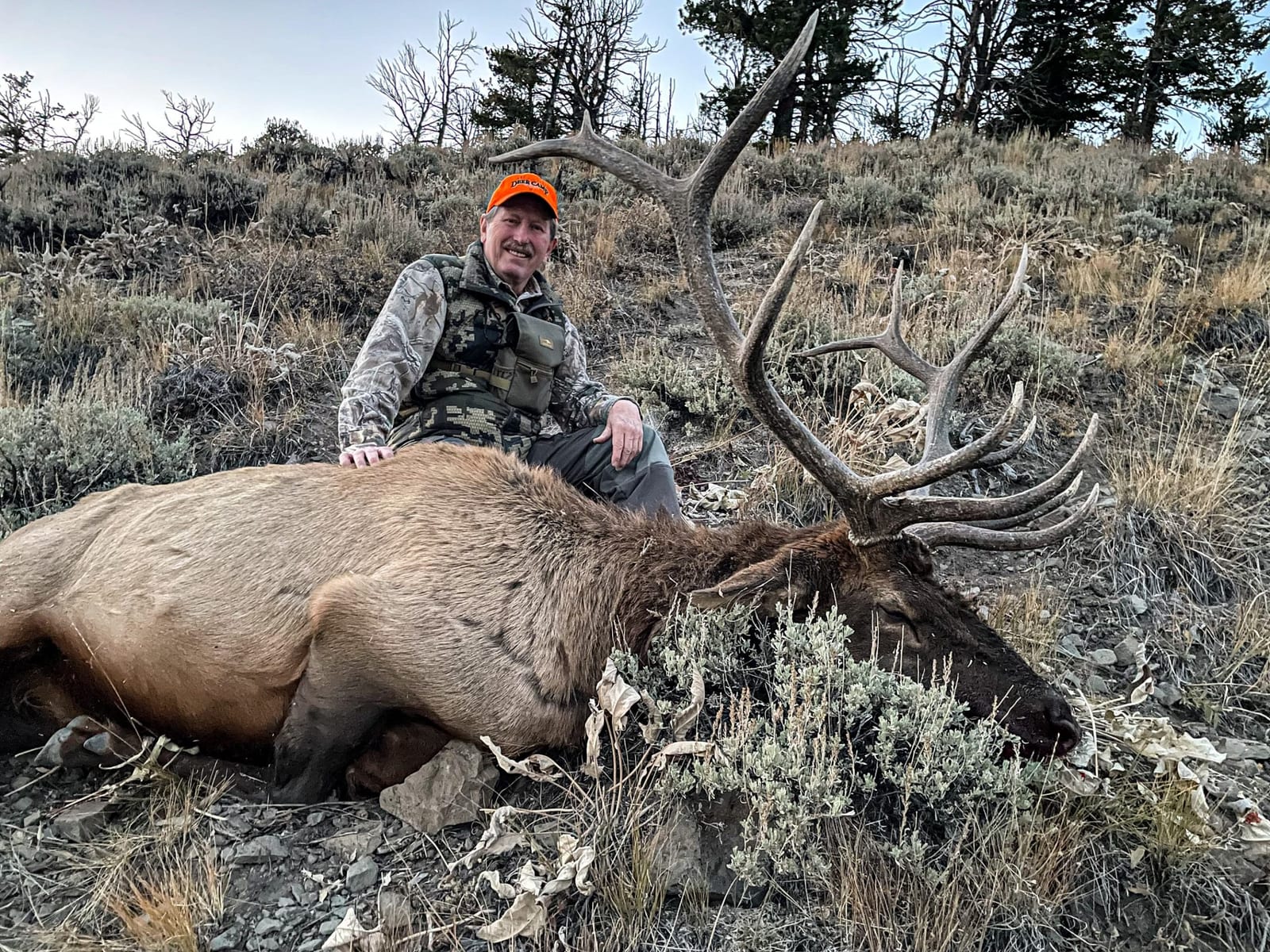 A hunter in camouflage and an orange hat poses with a harvested elk in a dry, brushy field.