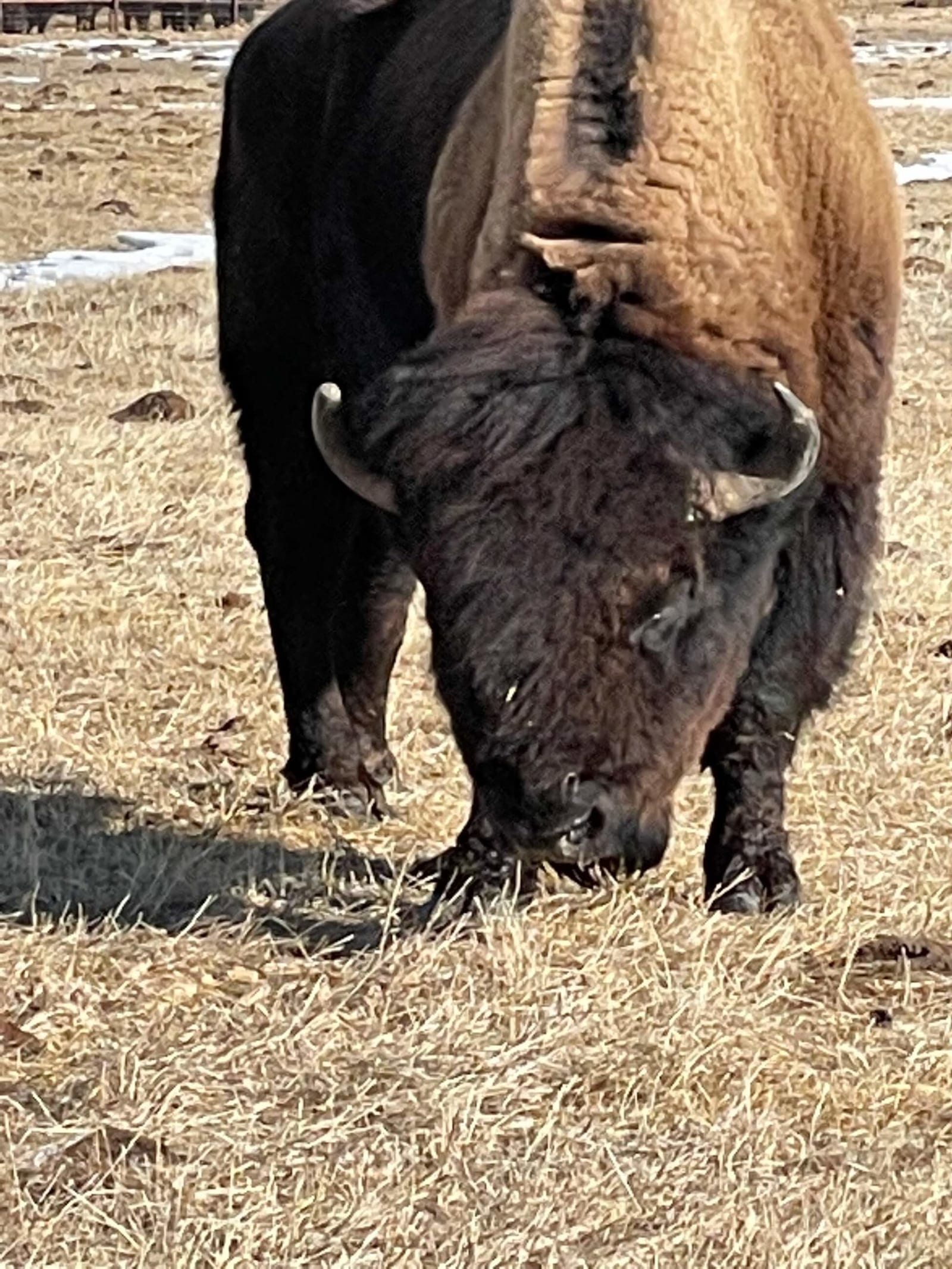 A bison grazes in a dry, grassy field.
