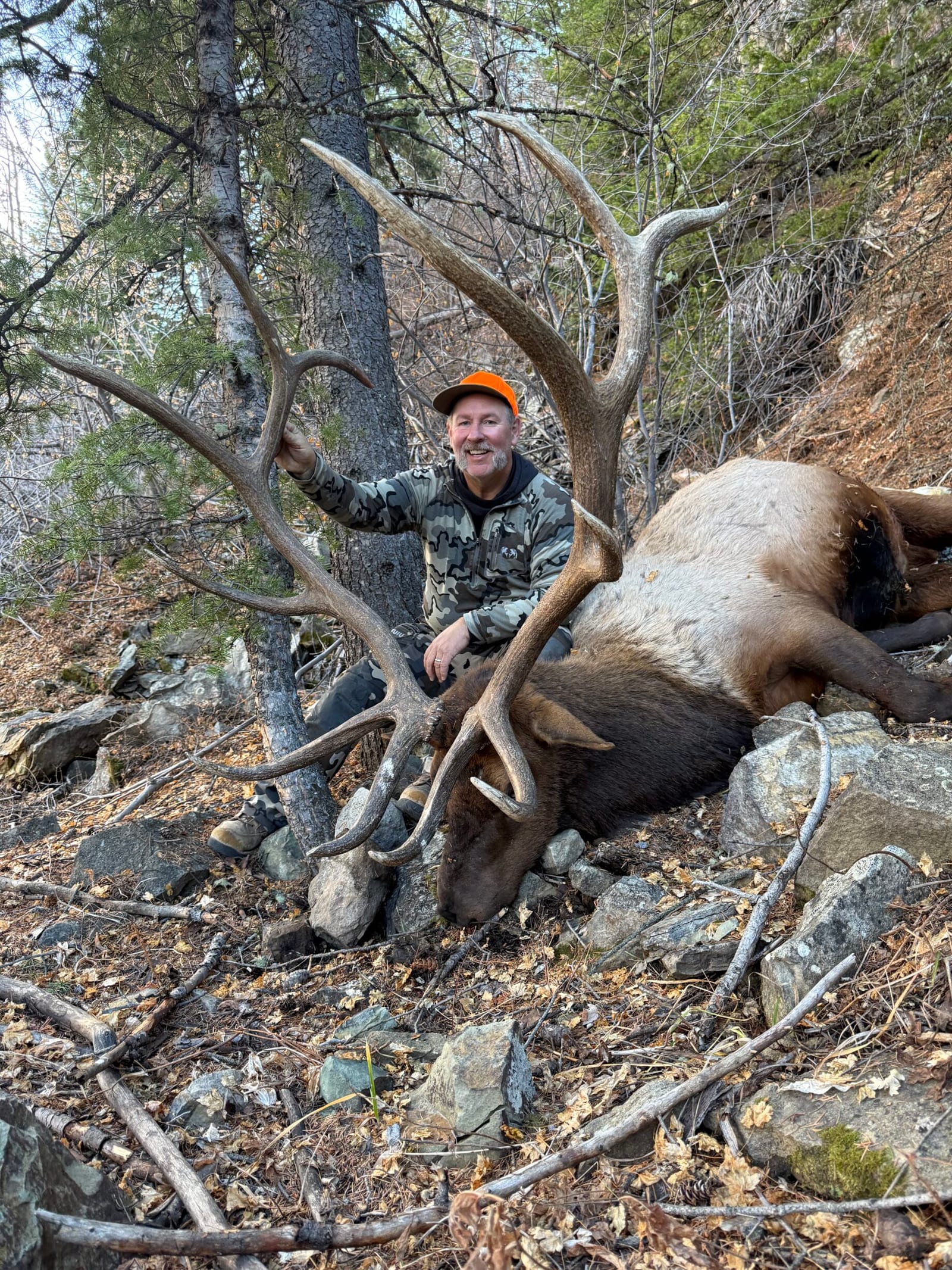 A hunter in camouflage and an orange hat poses with a large harvested elk in a rocky, wooded area.