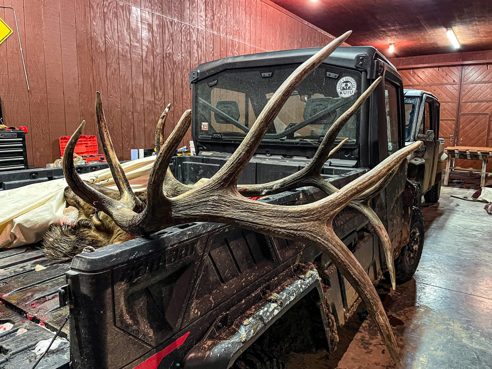 Large elk antlers and part of the harvested elk are in the back of a utility vehicle.