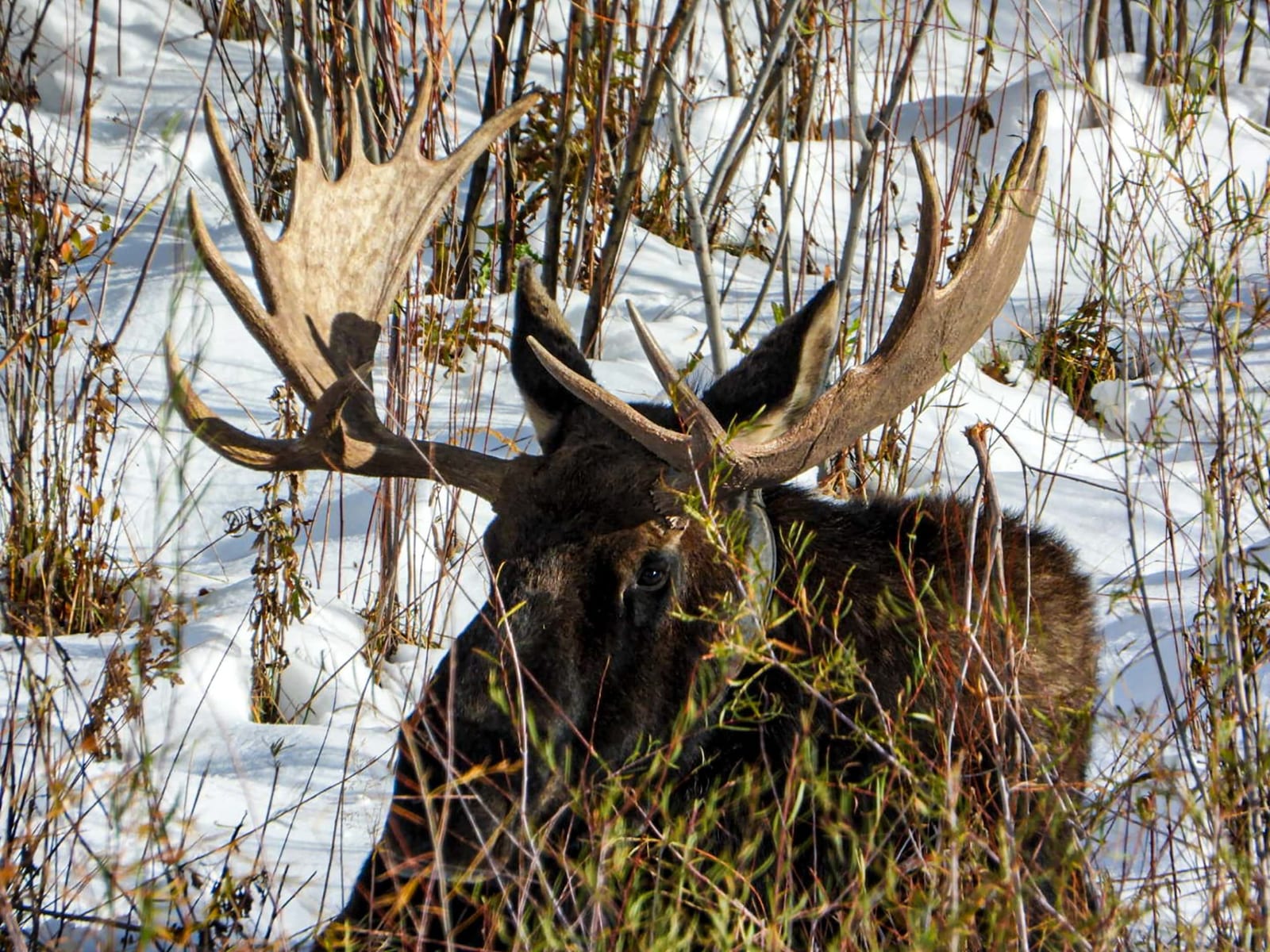 A moose with large antlers stands in a snowy, brushy landscape.