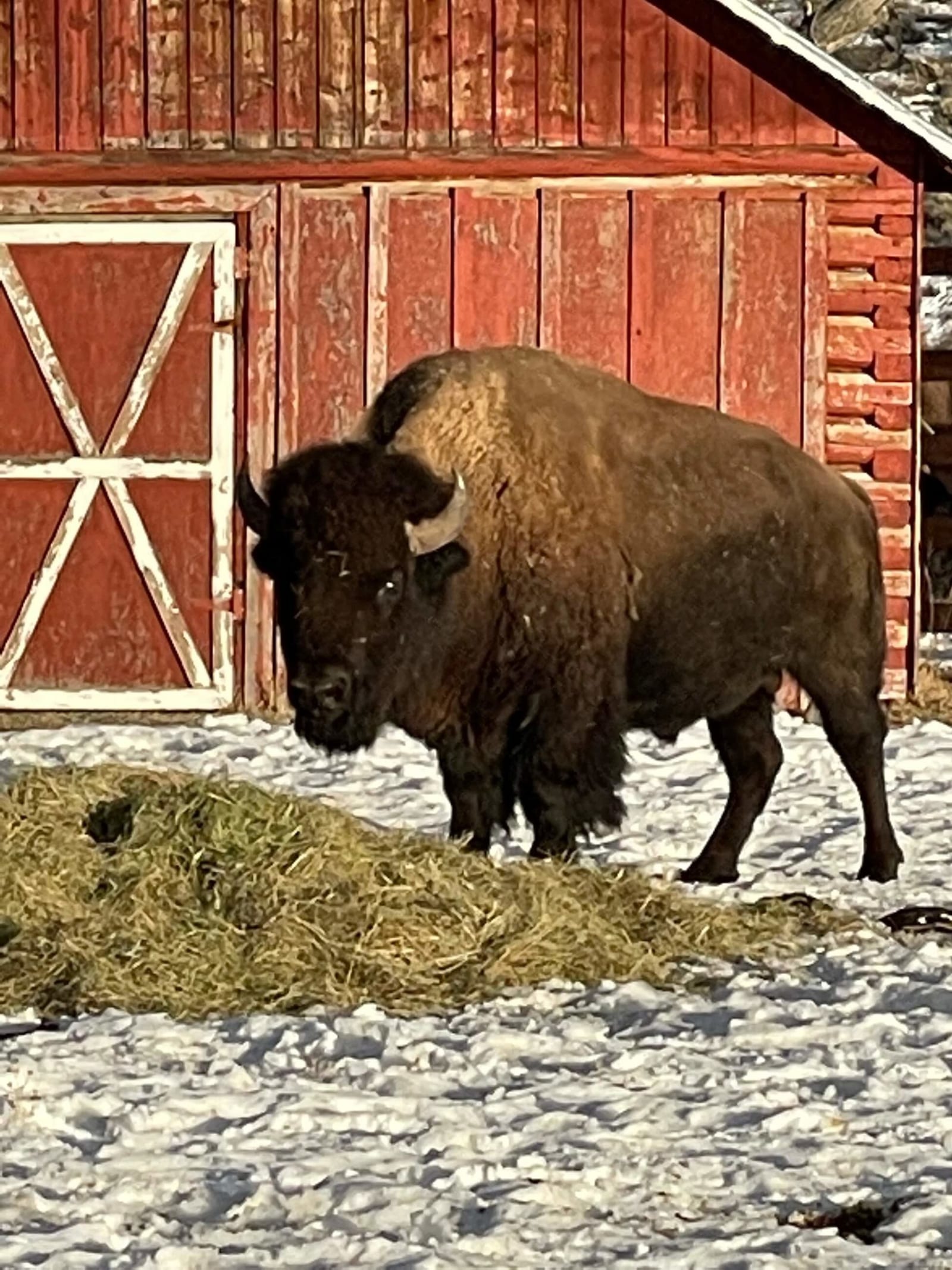 A bison stands in the snow next to a pile of hay in front of a red barn.