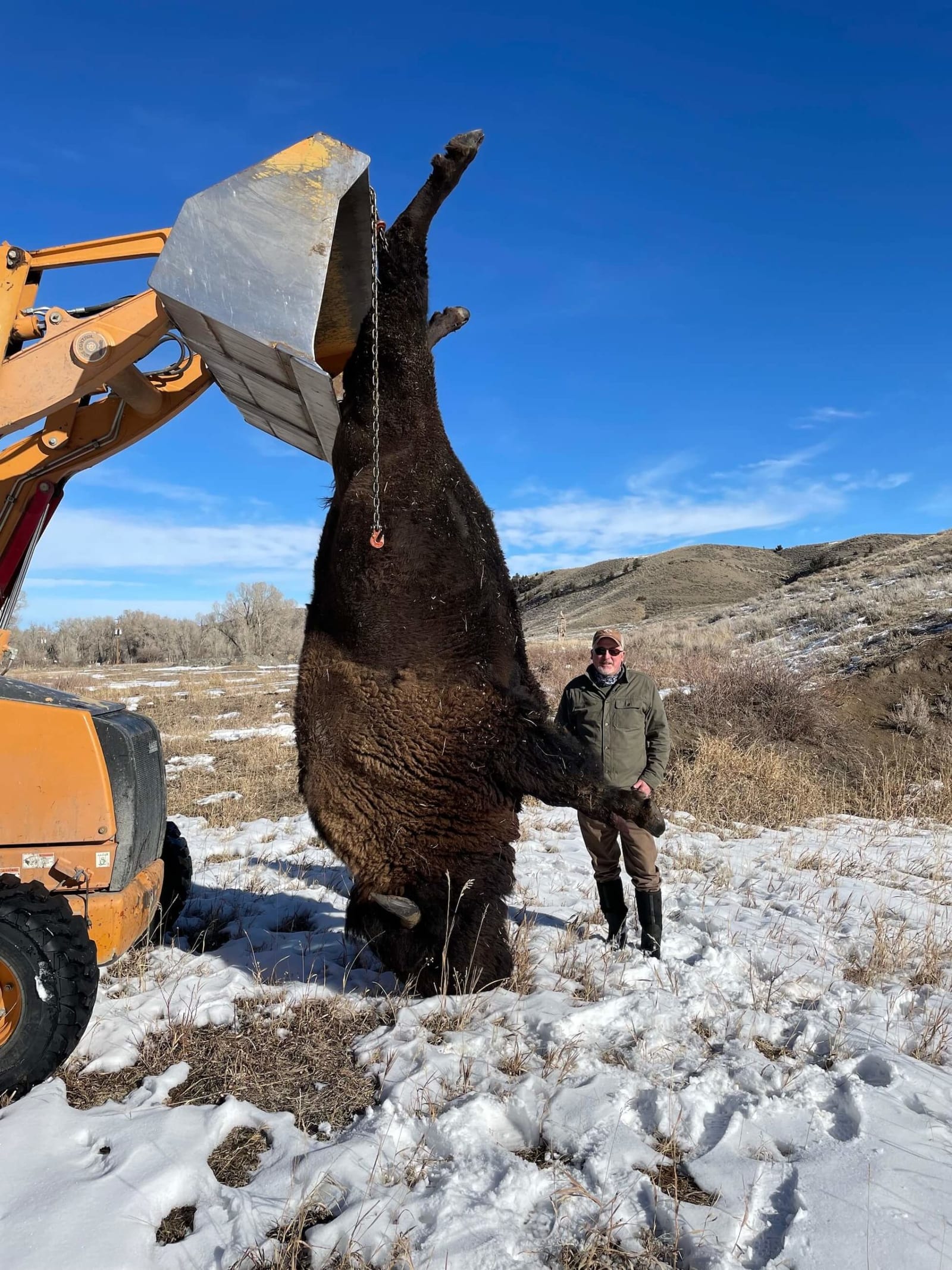 A hunter stands next to a harvested bison hanging from a tractor in a snowy field.