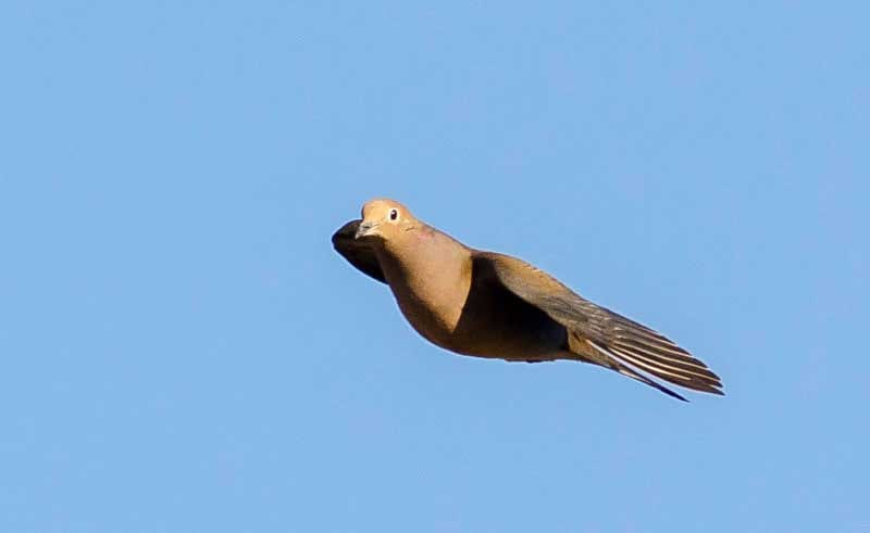 A bird flying in the sky with its beak open.