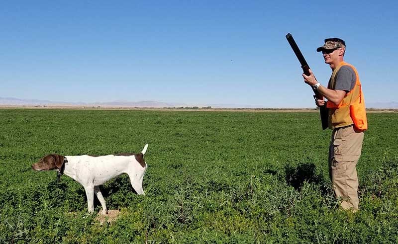 A person holding a gun and a dog in the grass.