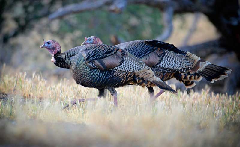Wild turkeys walking across sunlit meadow