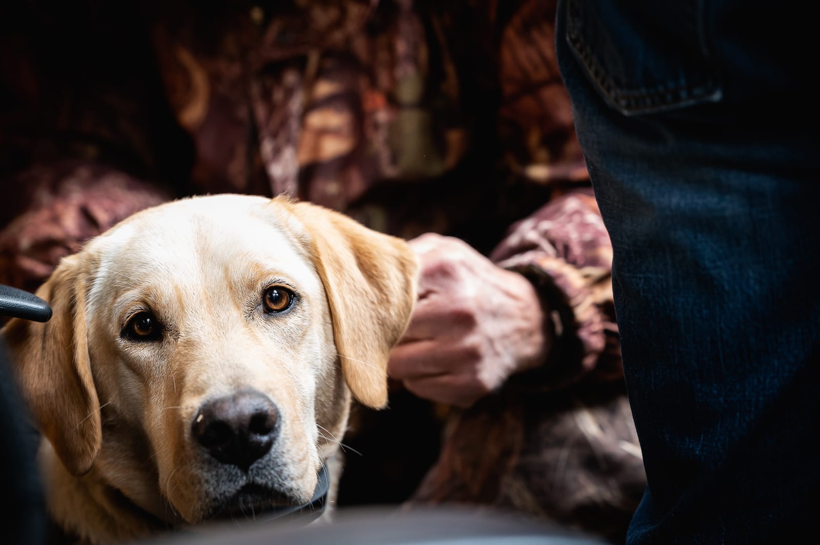 A close-up of a yellow Labrador Retriever looking at the camera, with a person in camouflage and jeans in the background.