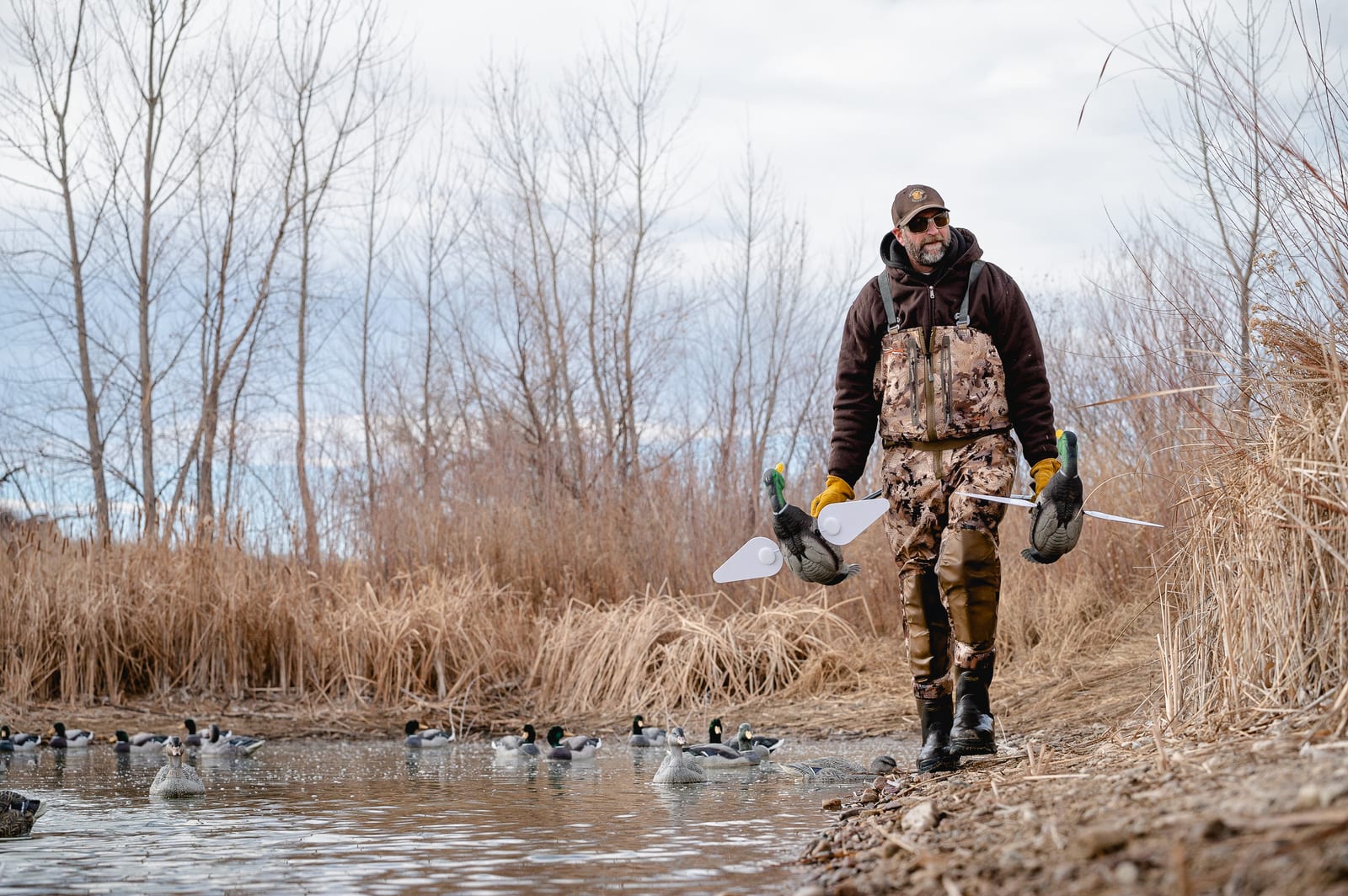 A hunter in waders carries mallard decoys along a reedy shoreline with more decoys in the water.