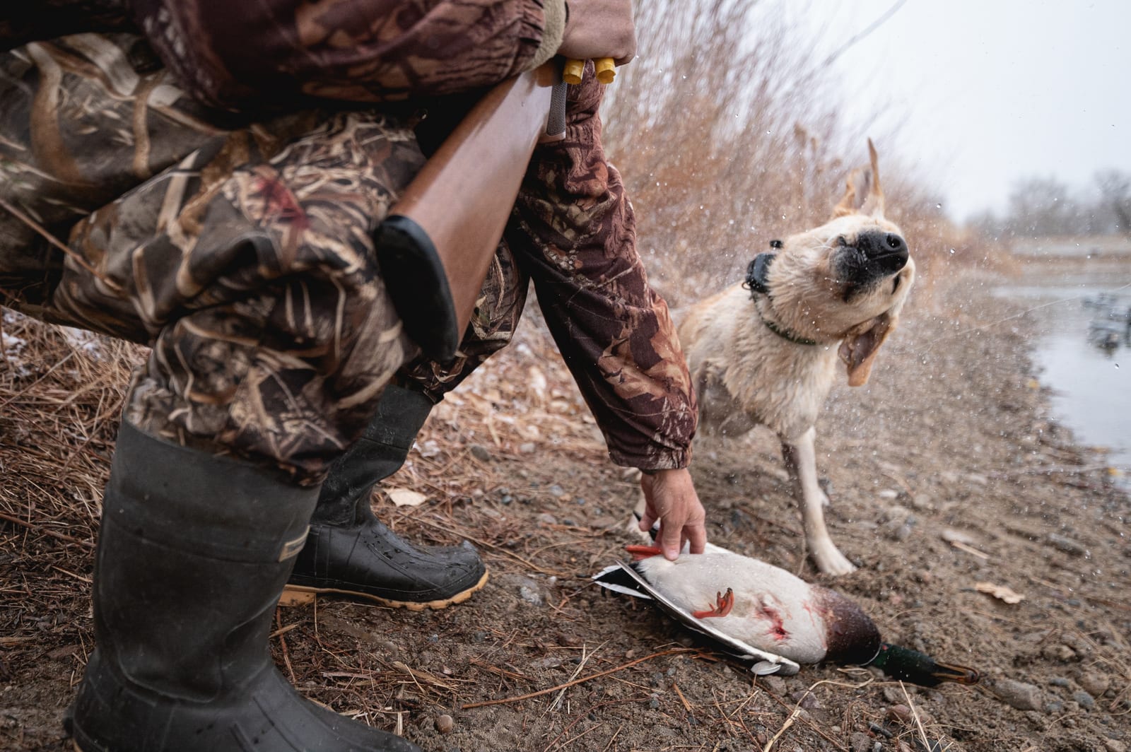 A hunter in camouflage and rubber boots holds a shotgun while a wet Labrador retriever shakes off water next to a harvested mallard duck on the muddy bank of a pond.