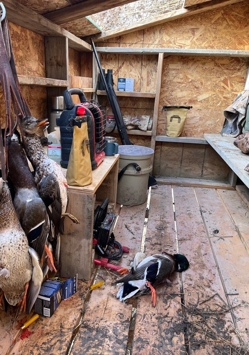 Harvested mallard ducks are hanging and one is on the floor inside a hunting blind with a shotgun and other gear.