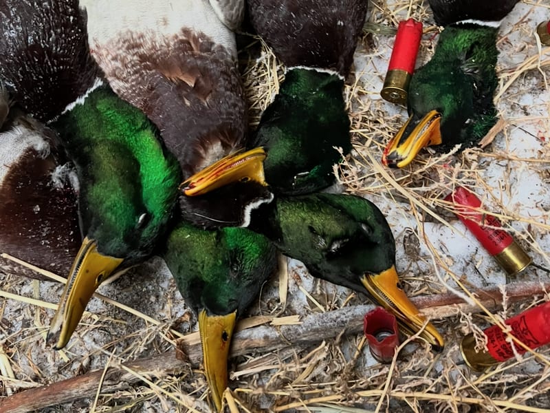 Several harvested mallard ducks are laid on straw and dirt, surrounded by red shotgun shells.