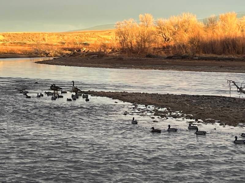 Ducks and geese swim in a river with golden trees and hills in the background.