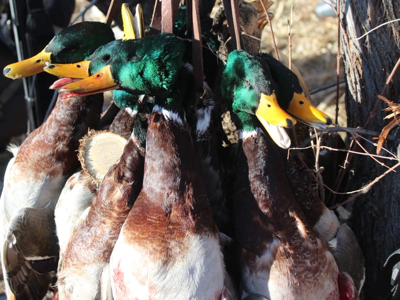 Several harvested mallard ducks are hanging by their feet.