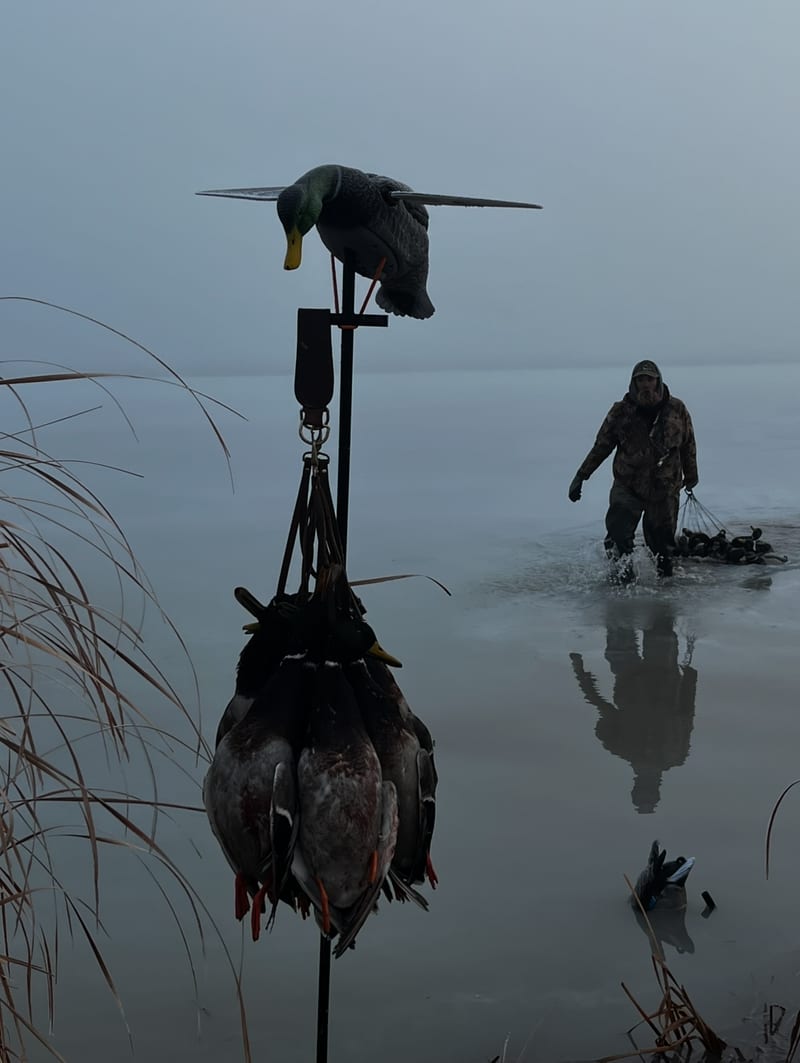 A hunter wades through water with harvested mallards, while more mallards hang from a decoy stand in the foreground.