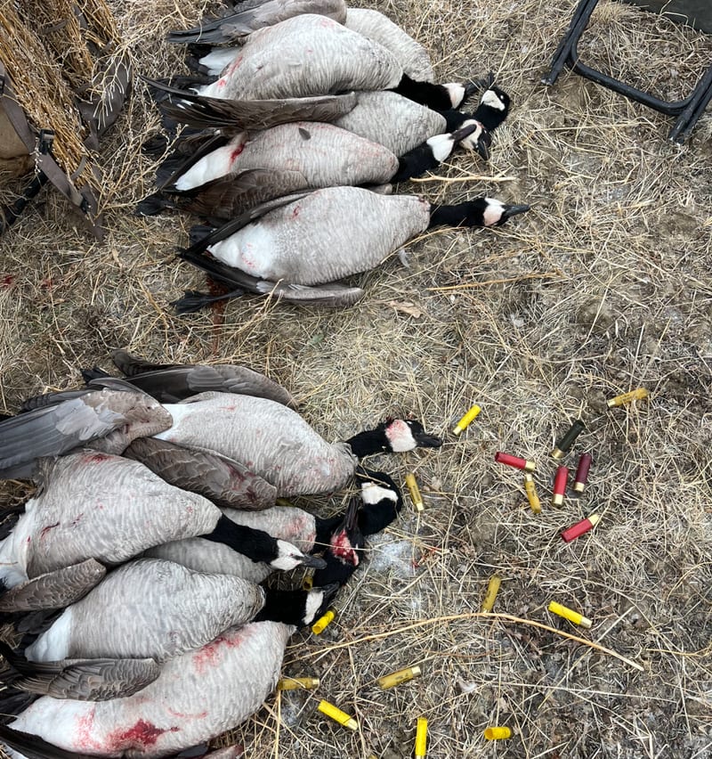 Several harvested Canada geese are laid out on dry grass, surrounded by spent shotgun shells.