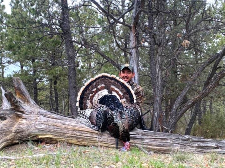 A hunter poses with a harvested wild turkey on a fallen log in a wooded area.