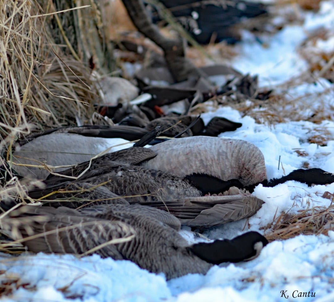 Several harvested Canada geese lie in the snow and dry grass.
