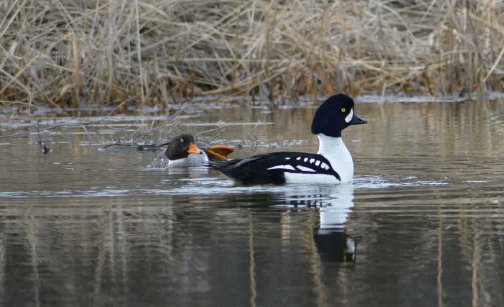 Two goldeneye ducks swim in a pond with dry reeds in the background.