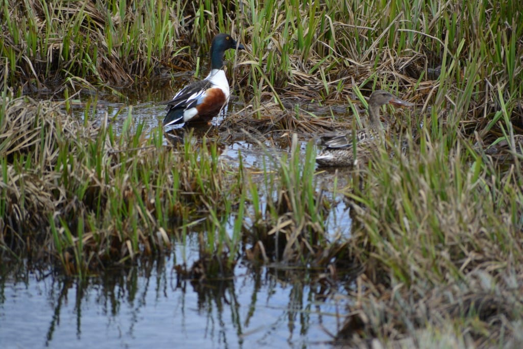 A duck with a black head and white chest stands in a grassy wetland with another duck partially visible.