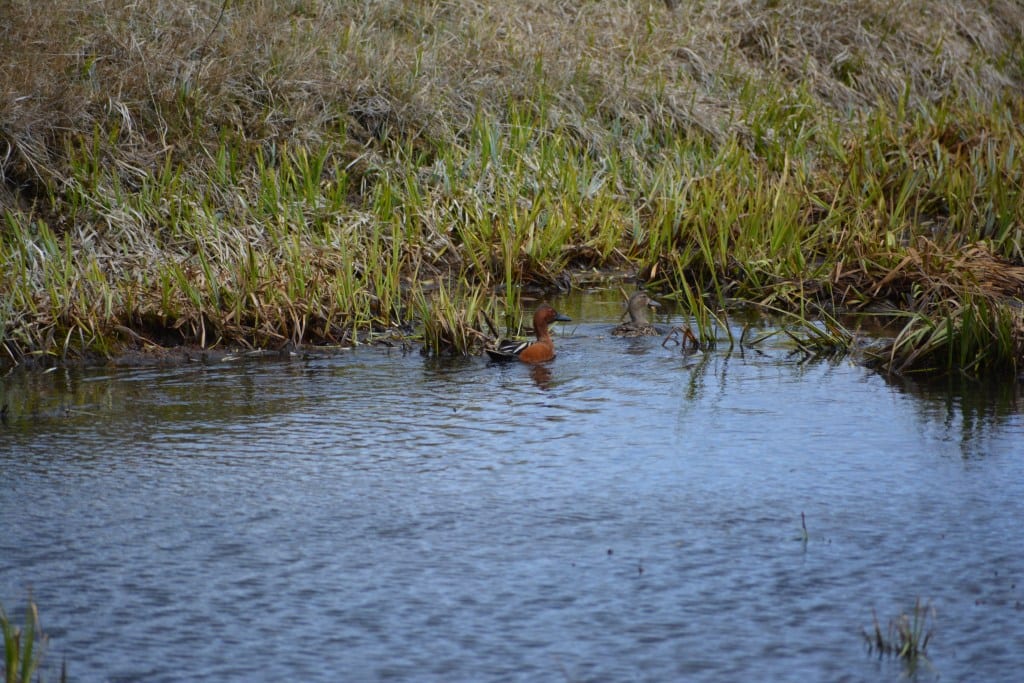 A green-winged teal duck swims in a body of water with tall grass along the bank.