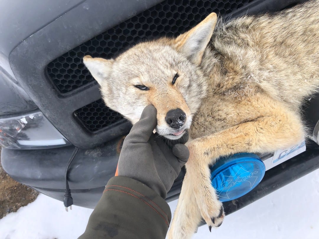 A gloved hand touches the face of a harvested coyote lying on the front of a vehicle.