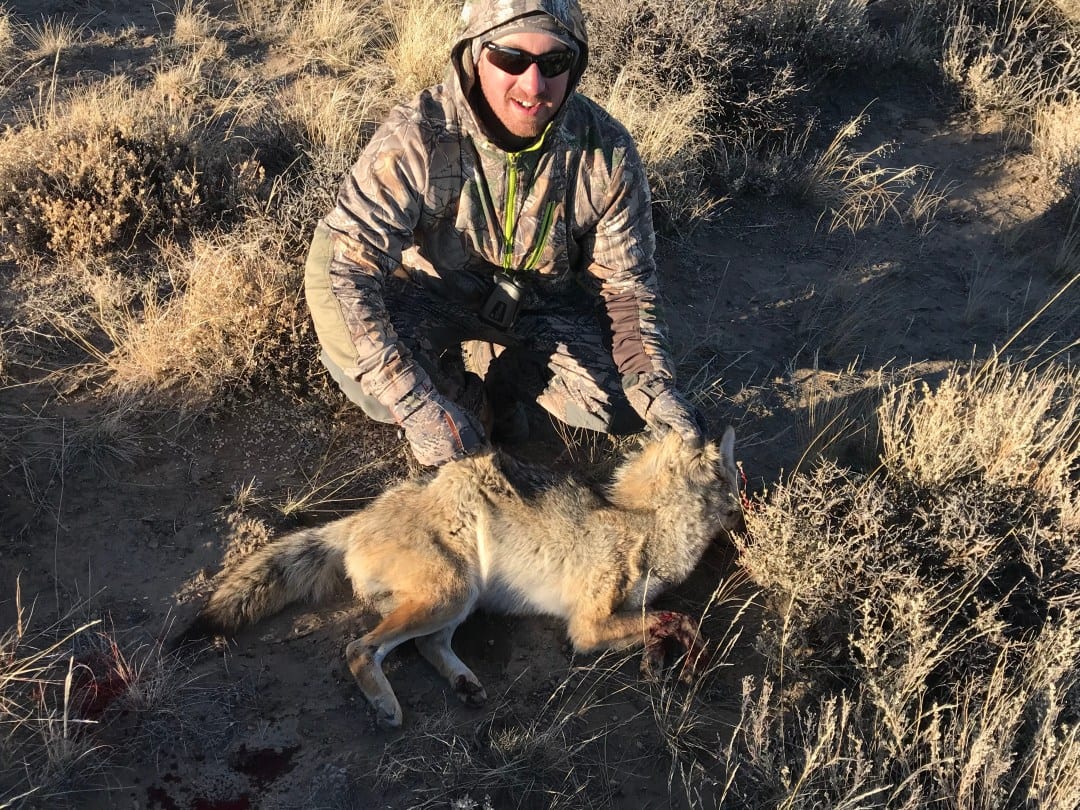 A hunter kneels next to a harvested coyote in a dry, grassy field.