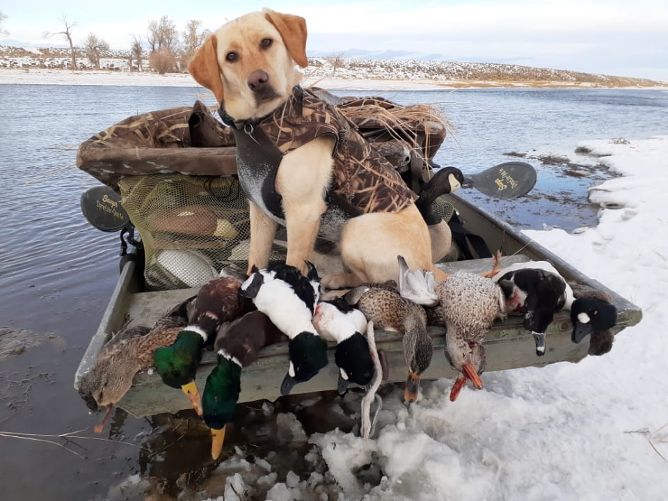 wyoming fishing guide, fontenelle, green river, new fork, fly, fishing, float, guide, trip, outfitter, service, lakes, river, stream, creek, trout, birds, ducks, hunting, waterfowl, rainbow, brown, kokanee, cutthroat, seedskadee, headwater, tailwater, west, fly fishing, spin fishing, professional, g