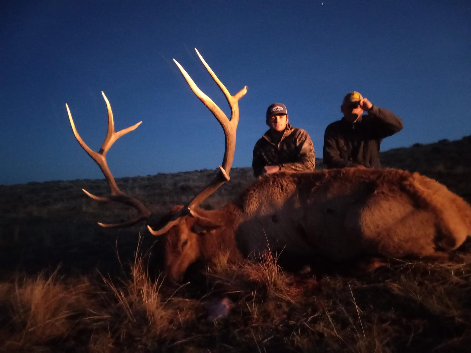 Two hunters pose with a harvested elk at dusk.