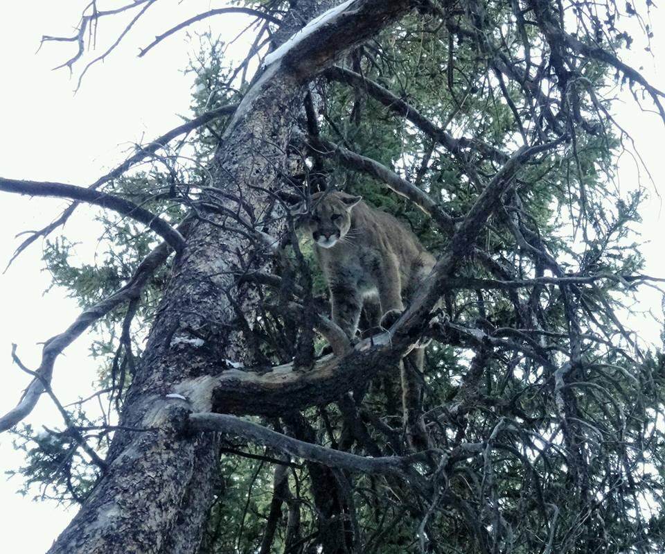 A mountain lion sits in a tree.