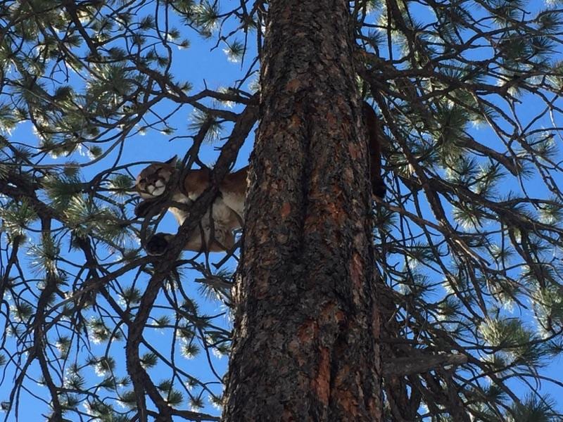 A mountain lion is perched in a pine tree against a blue sky.