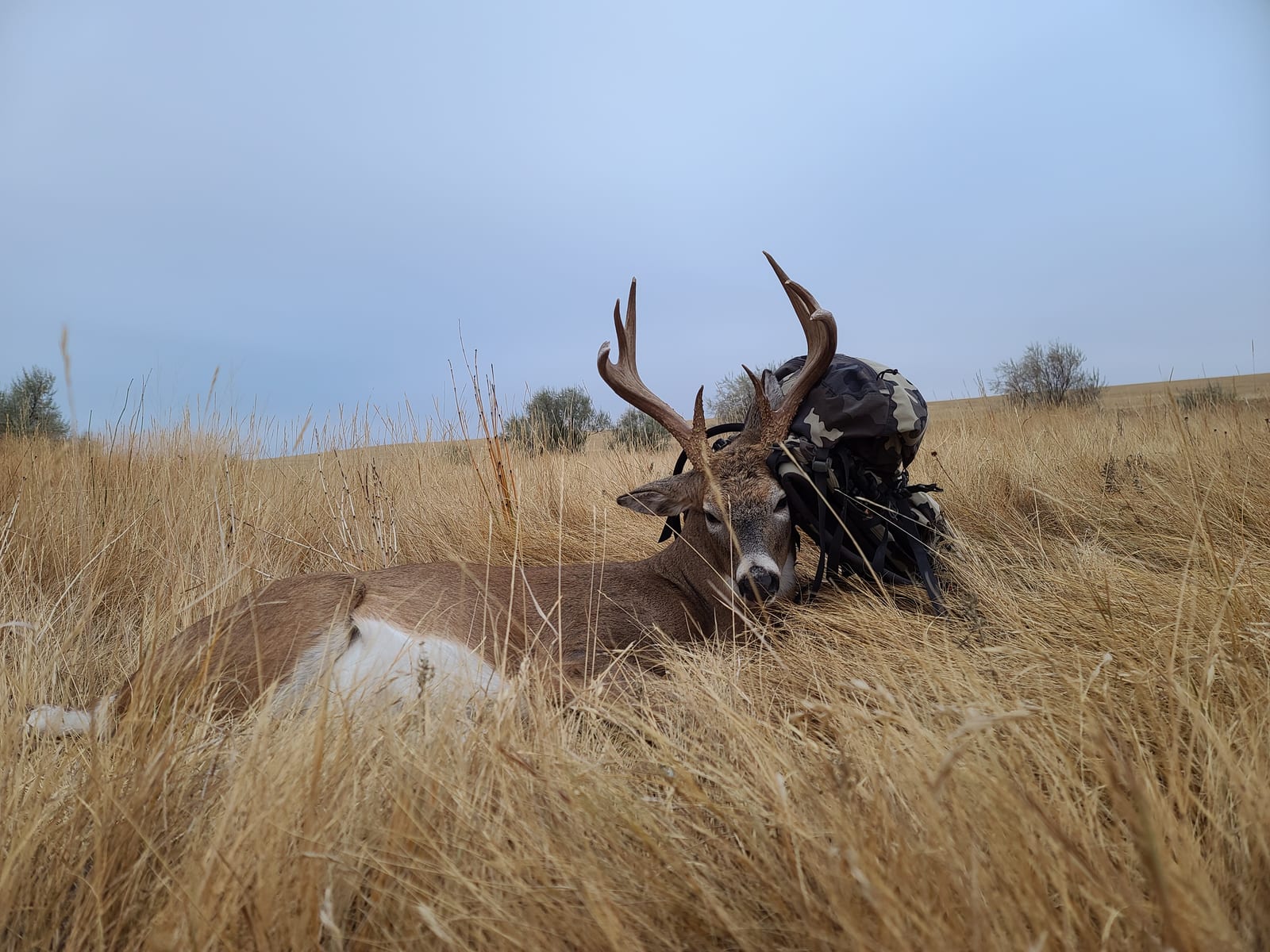 A harvested whitetail deer lies in tall grass next to a backpack under a cloudy sky.
