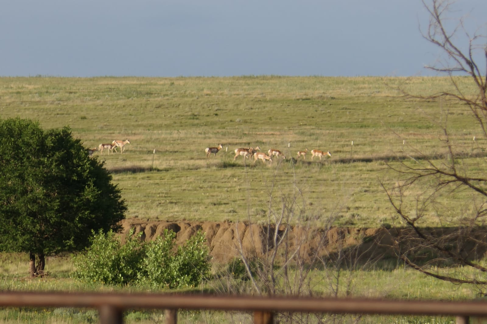 A herd of pronghorn graze in a grassy field with trees and a dirt bank under a clear sky.